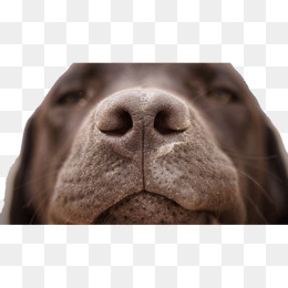 狗狗的大鼻孔
