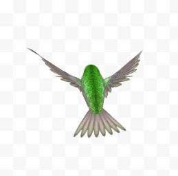绿毛翡翠鸟