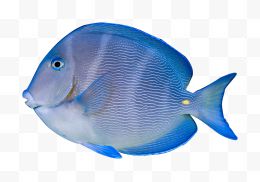 蓝色热带鱼