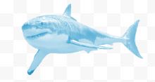 一头天蓝色鲨鱼
