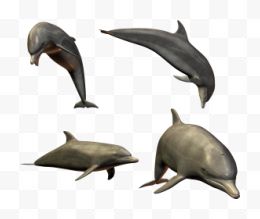 四只海豚