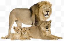 狮子家庭