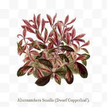 矢量Alternanthera Sessilis