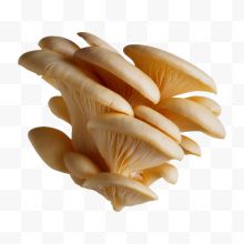 蘑菇实拍