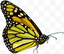 高清黄色斑点夏季蝴蝶...