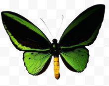 绿色黑斑纹蝴蝶