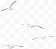 飞翔白色海鸥