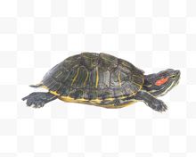 悠闲缓慢爬行的巴西龟