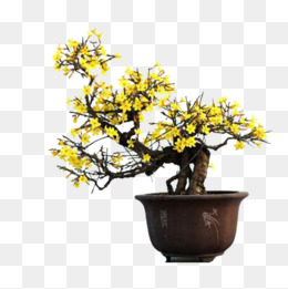 黄色花盆栽
