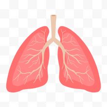 人体肺叶器官