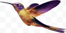 一只紫色小鸟