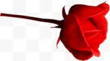 一只红色玫瑰花