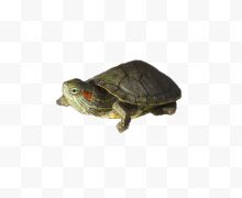 一只绿色的小乌龟