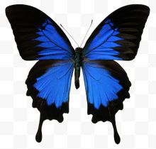 唯美蓝色蝴蝶古典