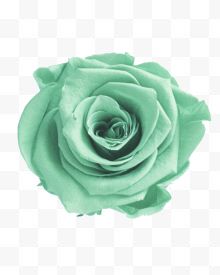 一朵绿色玫瑰花