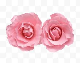 两朵粉玫瑰