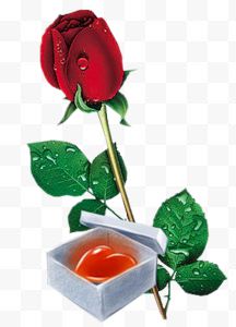 水滴红玫瑰与心形爱心...