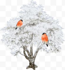 雪树鸟