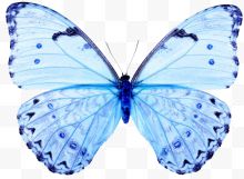 浅蓝色蝴蝶