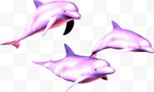 三头粉紫色海豚