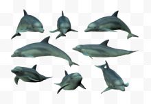 蓝色海豚合集
