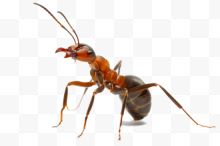 一只红蚁