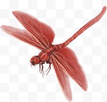 水墨红色蜻蜓