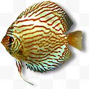 条纹热带鱼