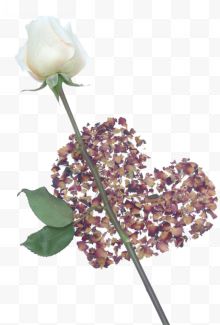 一枝白玫瑰