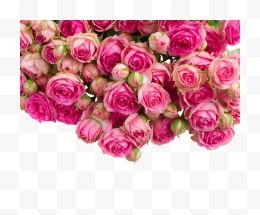 一堆粉色玫瑰花