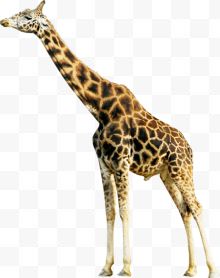 长颈鹿造型动物