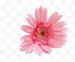 一朵粉色菊花