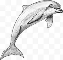 简笔画海豚