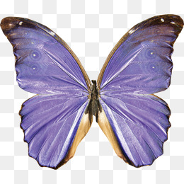 超唯美手绘紫色蝴蝶