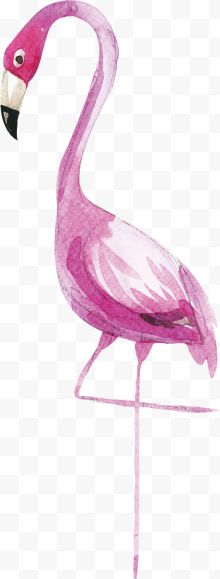 水彩粉色火烈鸟
