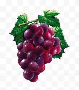 手绘紫色滴水珠的葡萄...