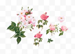 各种各样手绘蔷薇花素材