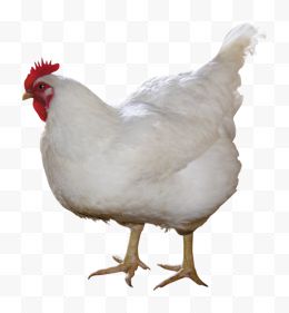 鸡Png 10