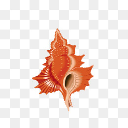 红色海螺
