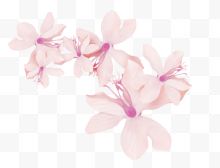 粉色多片花朵装饰
