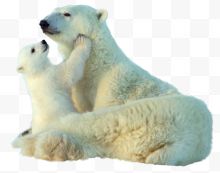 两头白色北极熊