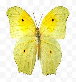 合成手绘水彩黄色的蝴蝶