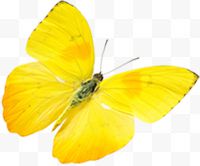 春天黄色漂浮蝴蝶