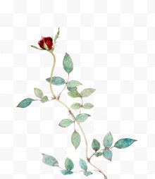 荆棘玫瑰花
