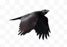 黑色的乌鸦