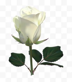 一朵白玫瑰花