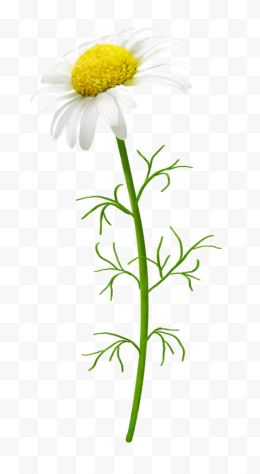 一朵白色小花