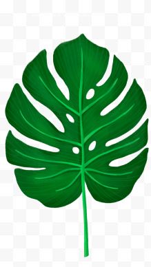 绿色龟背竹 