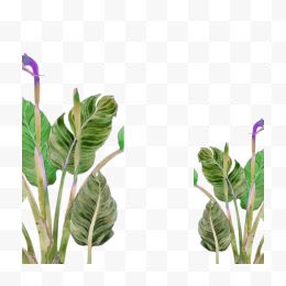 绿色手绘植物装饰图案
