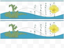 蓝底夸张一束黄花